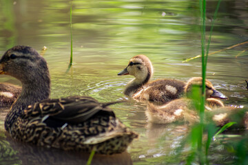 ducklings alone in the lake