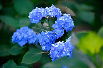 青いアジサイ