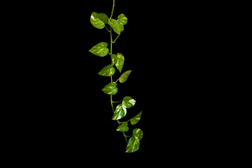 Heart shaped green leaves vine ivy plant bush of devil's ivy or golden pothos (Epipremnum aureum) isolated on background with clipping path.