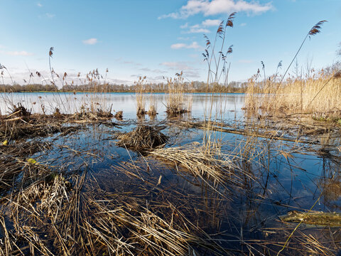 Schilf in der Uferzone am Feringasee unter blauem Himmel, Bayern