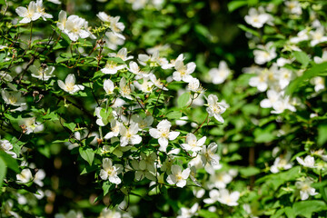 Fresh delicate white flowers and green leaves of Philadelphus coronarius ornamental perennial plant, known as sweet mock orange or English dogwood, in a garden in a sunny summer day, beautiful outdoor