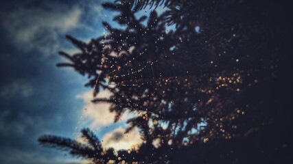 dew on the coniferous tree