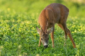  Young roe deer buck grazing on the clover field with flowers, wildlife, Capreolus capreolus, Slovakia © Peter Binó