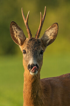 Portrait of cute young roe deer buck with tongue out, wildlife, Capreolus capreolus, Slovakia
