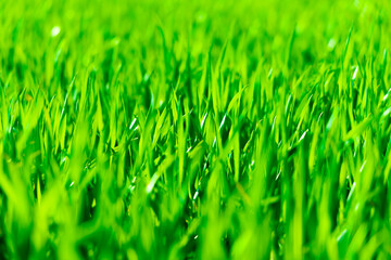Green wheat field close-up. Beautiful natural green background. Shallow depth of field.
