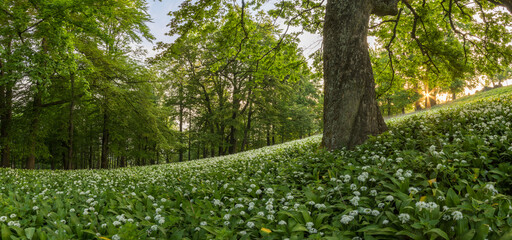 Panorama of spring forest meadow with blooming ramsons and direct sunlight, Slovakia