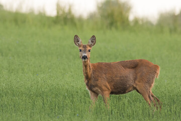 Roe deer female looking to the camera in green field, wildlife, Capreolus capreolus, Slovakia