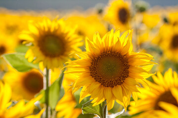 Detail of blooming sunflowers with natural background, Slovakia