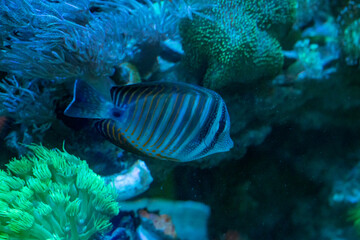 the tropical fish in aquarium