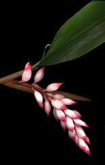 white and pink ginger flower