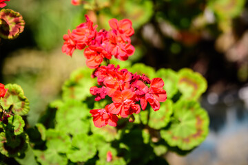 Group of vivid red Pelargonium flowers (commonly known as geraniums, pelargoniums or storksbills) and fresh green leaves in a pot in a garden in a sunny spring day, multicolor natural texture.