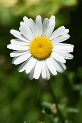 Oxeye daisy is an Asteraceae flower native to Europe, with beautiful, dazzling white flowers in June.