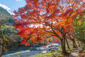 Beautiful scenery of autumn colors and streams,This is a famous place in Okutama, Tokyo, Japan