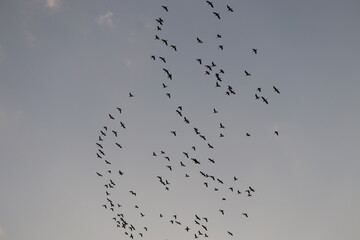 birds in the sky