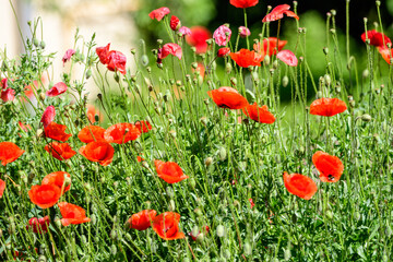 Close up of many red poppy flowers and blurred green leaves in a British cottage style garden in a sunny summer day, beautiful outdoor floral background photographed with soft focus.