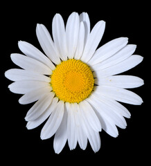A single shasta daisy flower on a pure black background.