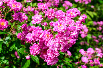 Bush with many delicate vivid pink magenta rose in full bloom and green leaves in a garden in a sunny summer day, beautiful outdoor floral background photographed with soft focus.