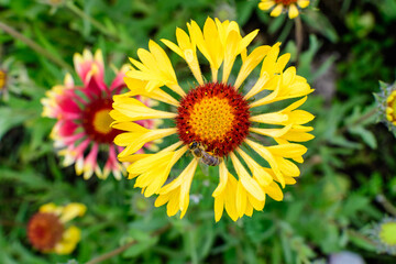 Top view of one vivid yellow and red Gaillardia flower, common name blanket flower,  and blurred green leaves in soft focus, in a garden in a sunny summer day, beautiful outdoor floral background.