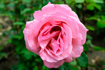 Close up of one delicate vivid pink magenta rose in full bloom and green leaves in a garden in a sunny summer day, beautiful outdoor floral background photographed with soft focus.