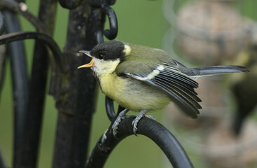 Fototapeta premium A cute baby Great Tit, Parus major, perching on a metal post calling to its parent to feed it.