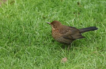 A cute baby Blackbird, Turdus merula, standing on the grass. It is searching for insects to eat.
