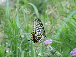 久しぶりにアゲハチョウを見ました。