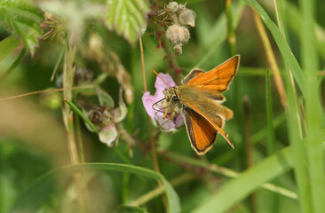A newly emerged Small Skipper Butterfly, Thymelicus sylvestris, nectaring on a bramble flower.
