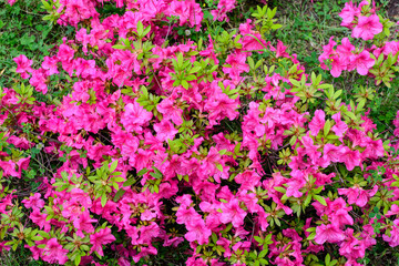 Fototapeta premium Bush of delicate pink magenta flowers of azalea or Rhododendron plant in a sunny spring Japanese garden, beautiful outdoor floral background.