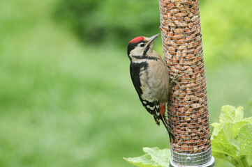 A cute baby Great spotted Woodpecker, Dendrocopos major, feeding from a peanut feeder.