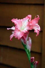 Beautiful pink Gladioli flowers surrounded by green leaves