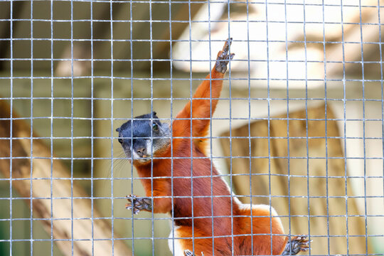 A Prevost squirrel that climbs high against the mesh