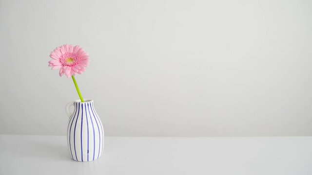 Minimalist footage with pink gerbera - germini flower. A woman's hand takes and puts one flower in a vase.