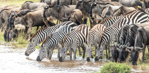 Naklejka na ściany i meble Five zebra drinking water standing in the Mara River in between herd of wildebeest in Masai Mara Kenya