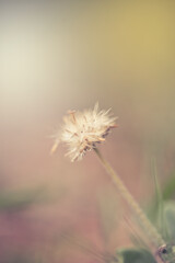 Green grass and little white flowers on the field. beautiful summer landscape. soft focus  and vintage style