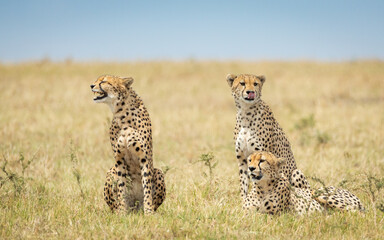 Three adult cheetah males sitting in grass one of cheetah showing teeth in Masai Mara Kenya - Powered by Adobe
