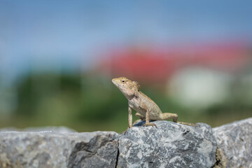 Asian lizard climbing on rocky ground, looking for something