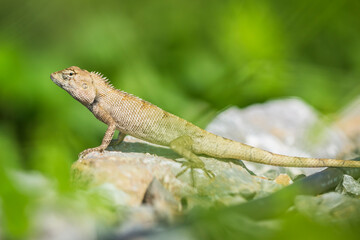 Asian lizard climbing on rocky ground, looking for something