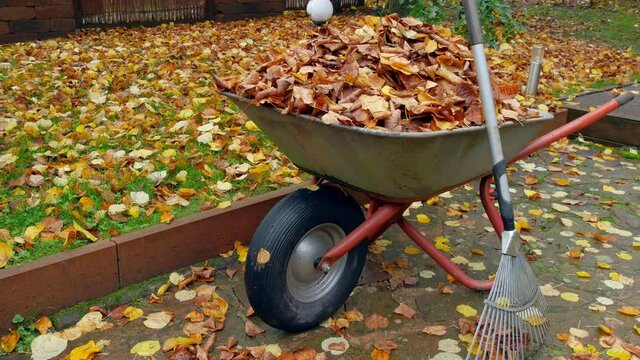MS Heap of Autumn leaves on wheelbarrow and rake / Saarburg, Rhineland-Palatinate, Germany