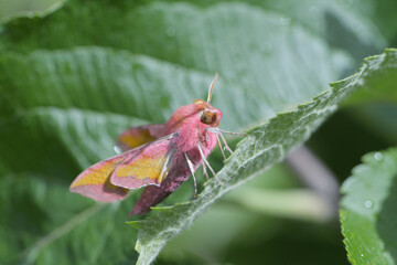Small elephant hawk moth side profile amongst leaves in sunlight