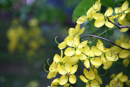 Closeup of yellow flowers on golden shower tree - Powered by Adobe