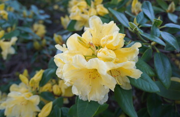Beautiful and delicate rhododendron flowers close up. Evergreen shrub.