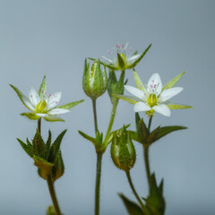 Beautiful white wildflower close-up on a light background.