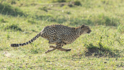 One adult cheetah side view running fast in Masai Mara Kenya