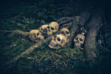 Still Life with human skull  on the roots