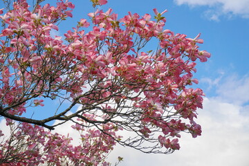 Dogwood tree with showy and bright pink biscuit-shaped flowers and green leaves on blue sky with clouds background close up.