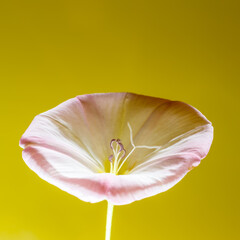 Beautiful white wildflower close-up on a light background.