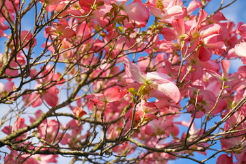 Dogwood tree with showy and bright pink biscuit-shaped flowers and green leaves on blue sky with clouds background close up.