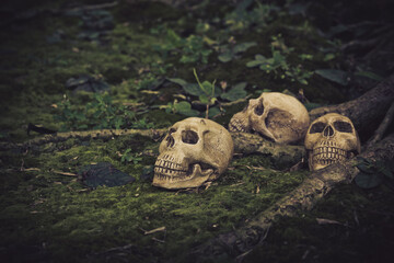 Still Life with human skull  on the roots