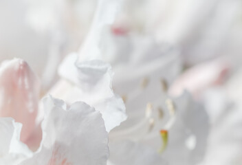 Soft focus, abstract floral background, white Rhododendron flower petals. Macro flowers backdrop for holiday brand design