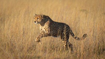 One adult cheetah leaping over yellow grass in warm light in Savute Botswana